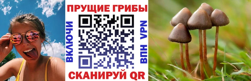 Галлюциногенные грибы GOLDEN TEACHER  Купить  Торопец 